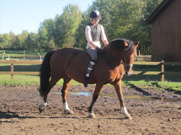 Hollandsk Sportspony Fjoery *solgt* billede 6