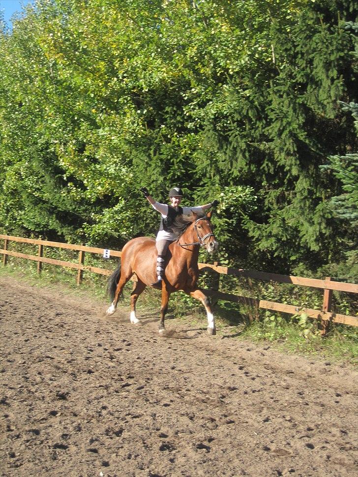 Hollandsk Sportspony Fjoery *solgt* - Galop uden at holde (:  slemt af mig, men Fjoery er dejlig! <3 billede 7