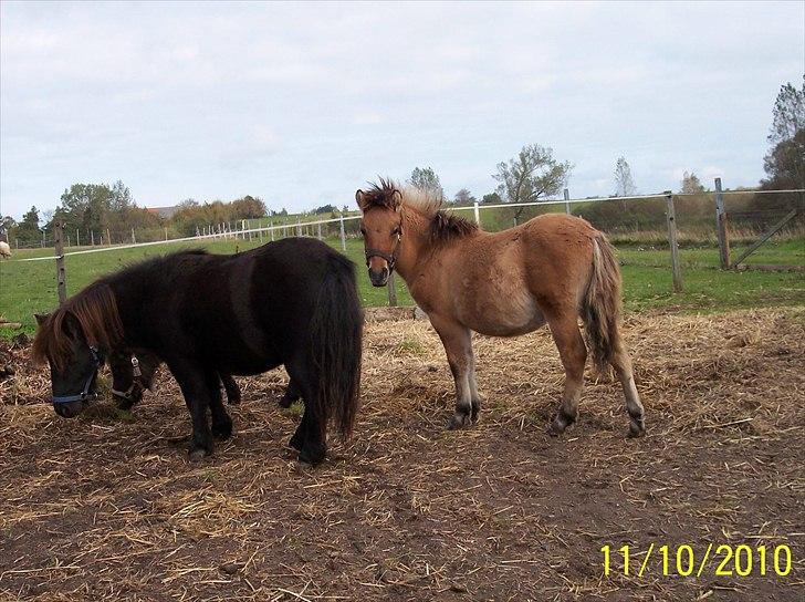 Anden særlig race Prins Knud - Knud har været her en måned billede 13