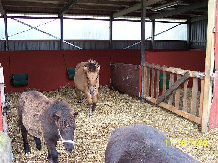 Anden særlig race Prins Knud billede 14