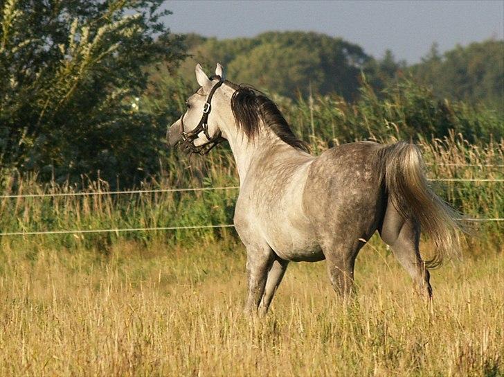 Arabisk fuldblod (OX) CA Esna billede 1