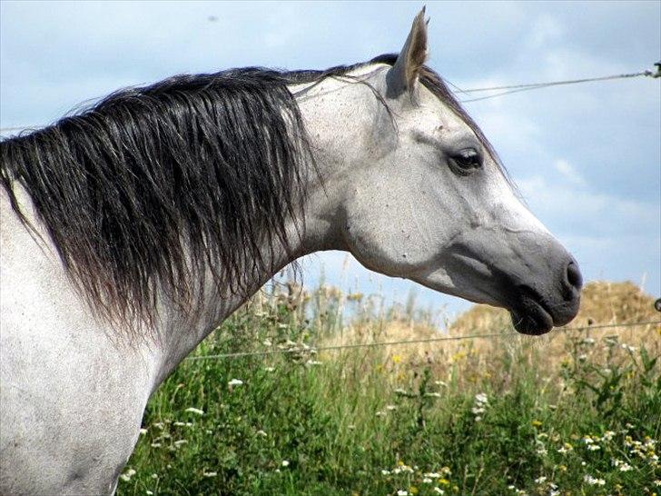 Arabisk fuldblod (OX) CA Esna billede 2