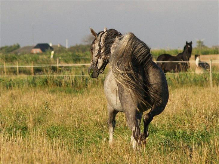 Arabisk fuldblod (OX) CA Esna billede 8