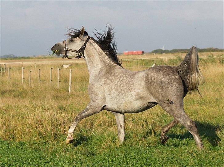 Arabisk fuldblod (OX) CA Esna billede 9