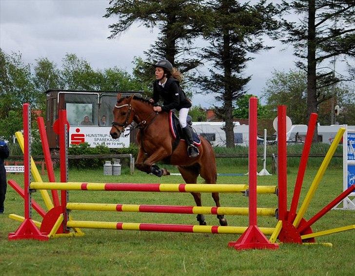 New Forest Filur - B-Pony - Nordthy. billede 3