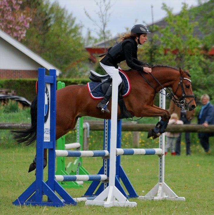 New Forest Filur - B-Pony - *-: billede 4