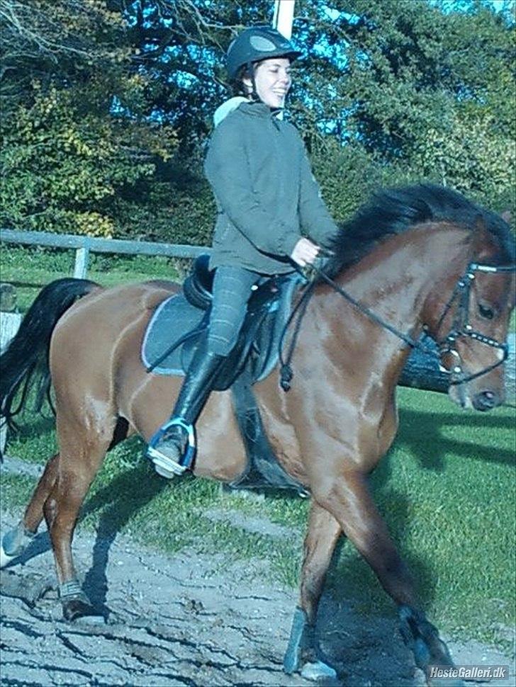 New Forest Filur - B-Pony - Galop :D<3 billede 5