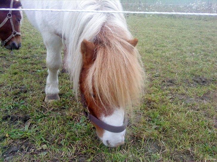 Shetlænder Buller billede 2