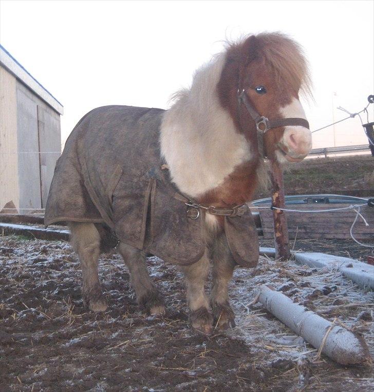 Shetlænder Buller billede 3