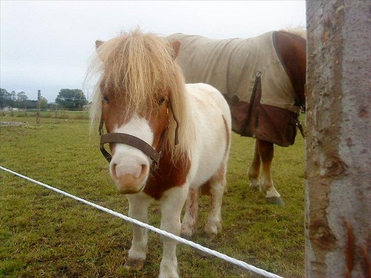 Shetlænder Buller billede 5