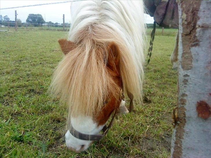 Shetlænder Buller billede 6