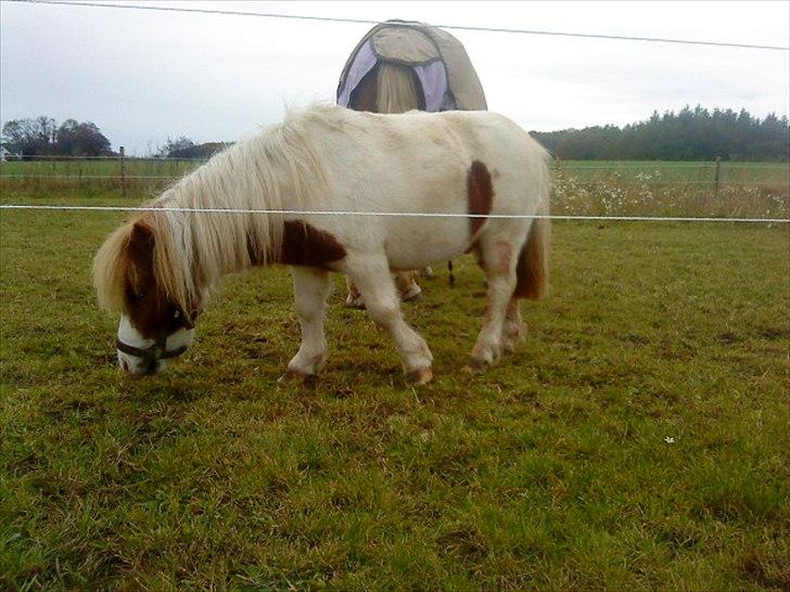 Shetlænder Buller billede 7