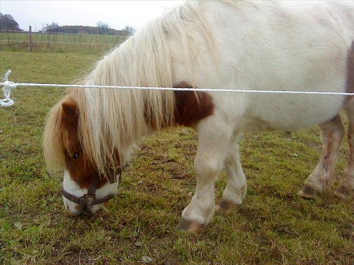 Shetlænder Buller billede 9