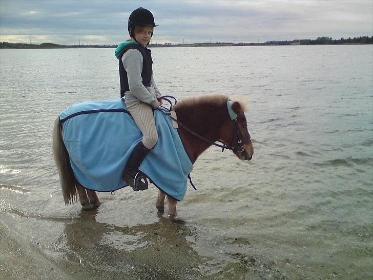 Shetlænder Nuser <3 - Christine og Nuser i vandet :D billede 19