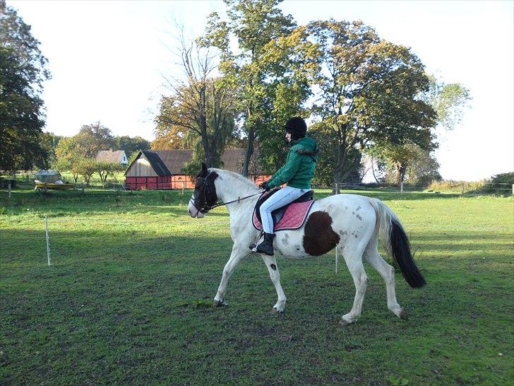 Pinto Shandie  billede 18