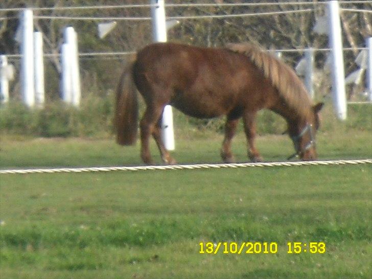 Anden særlig race tyttebøvs billede 19