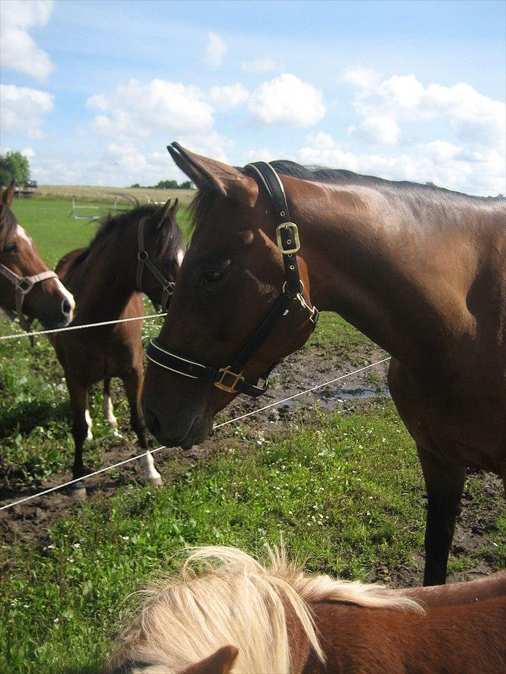 Dansk Varmblod Federica Lightfoot billede 6