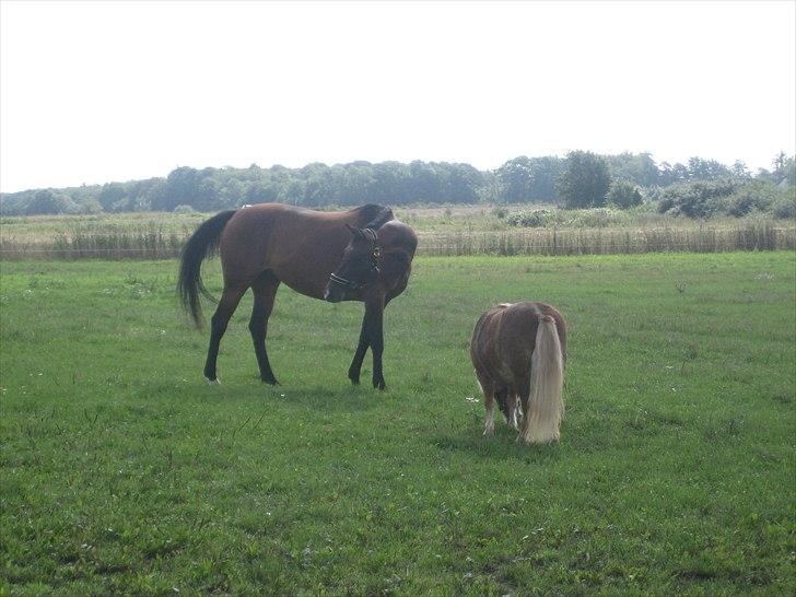 Dansk Varmblod Federica Lightfoot billede 7