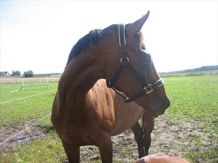 Dansk Varmblod Federica Lightfoot billede 10