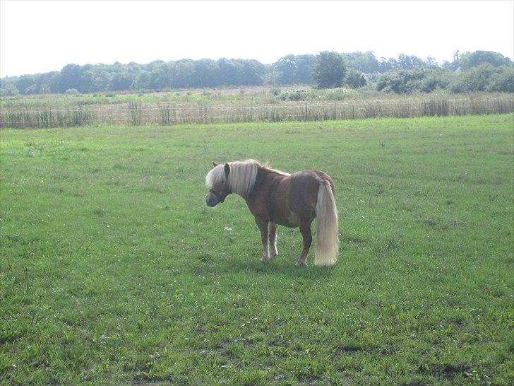 Shetlænder Præstegårdens Trille -  :* billede 17