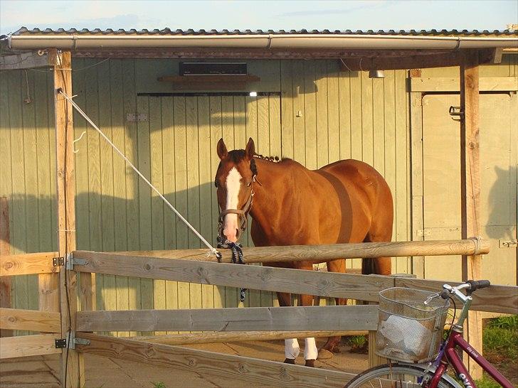 Dansk Varmblod Safari SOLGT billede 1