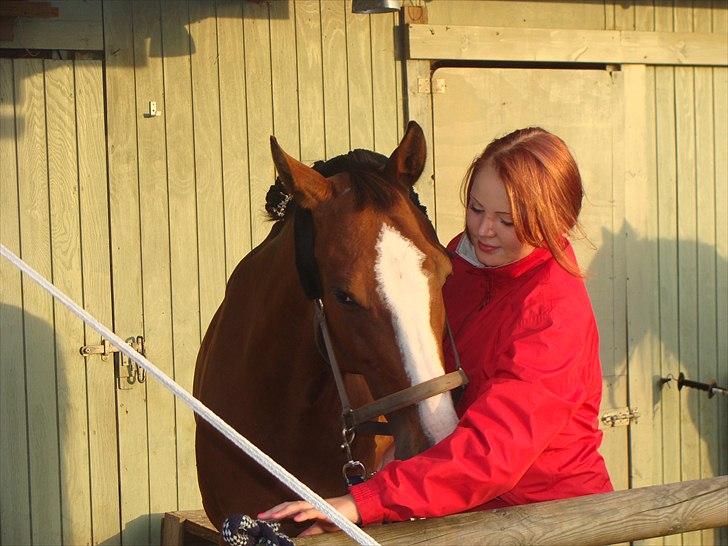 Dansk Varmblod Safari SOLGT billede 2