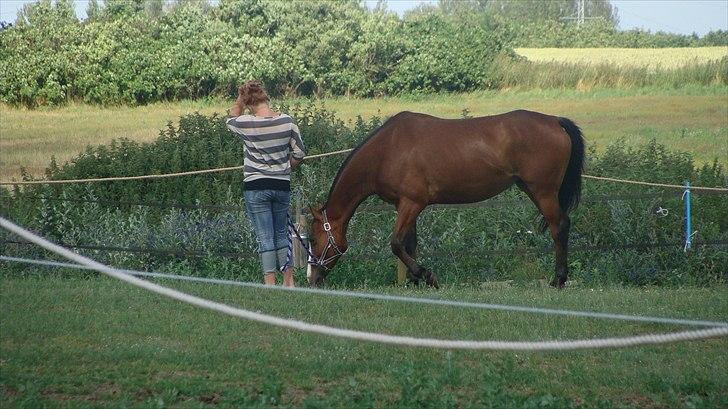 Dansk Varmblod Safari SOLGT billede 3