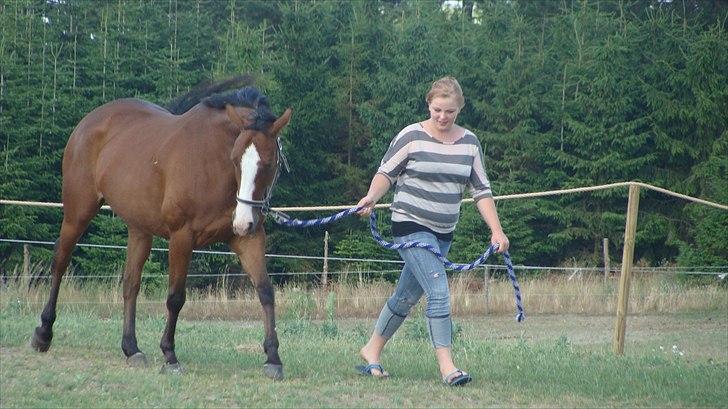 Dansk Varmblod Safari SOLGT billede 4