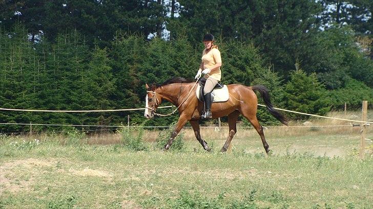 Dansk Varmblod Safari SOLGT billede 5