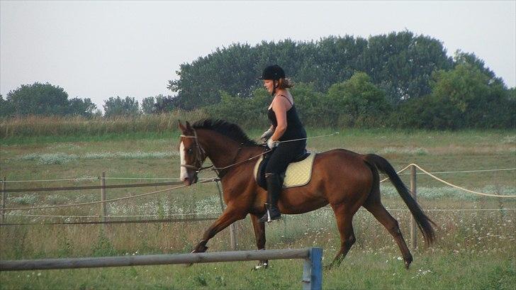 Dansk Varmblod Safari SOLGT billede 6