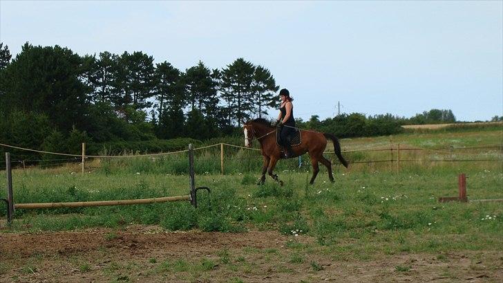 Dansk Varmblod Safari SOLGT billede 7