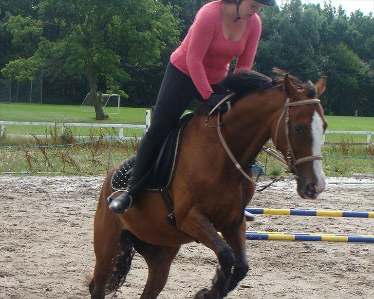 Dansk Varmblod Safari SOLGT billede 8