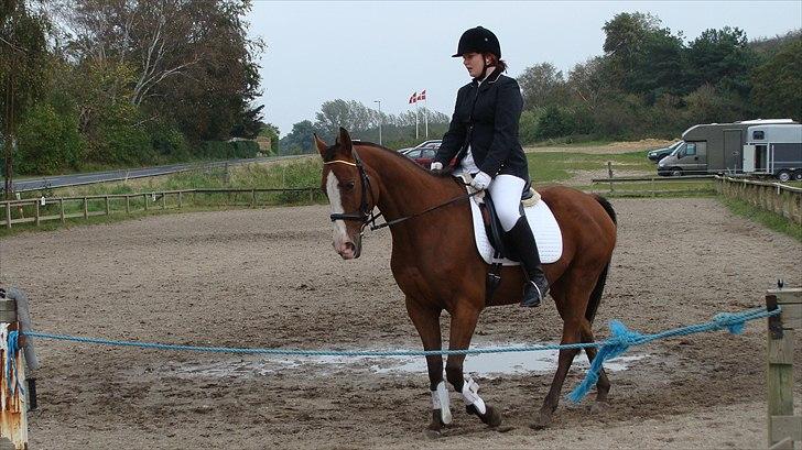 Dansk Varmblod Safari SOLGT billede 9