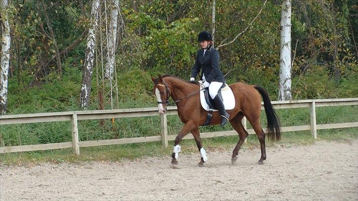 Dansk Varmblod Safari SOLGT billede 10