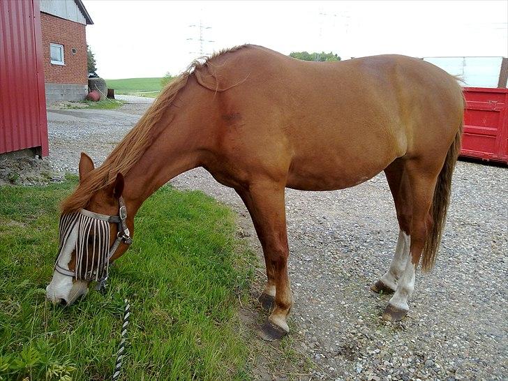 Frederiksborg Locky Classic - davs her er jeg Locky Classic, taget den 13 og indsat den 14 maj billede 1