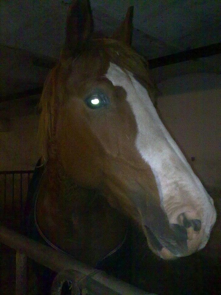 Frederiksborg Locky Classic billede 2