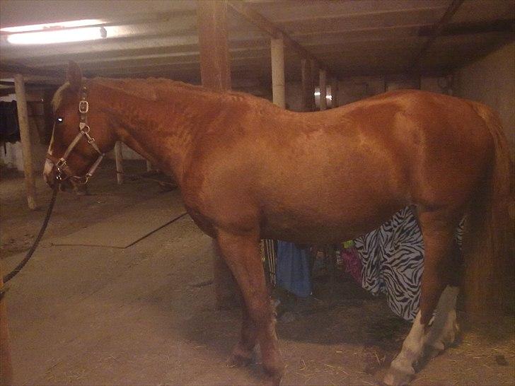 Frederiksborg Locky Classic billede 3