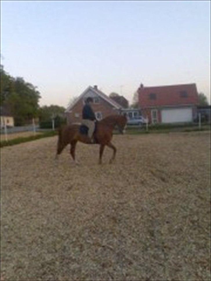 Frederiksborg Locky Classic billede 4