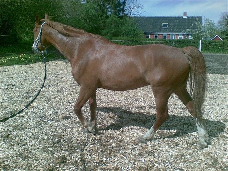 Frederiksborg Locky Classic billede 5