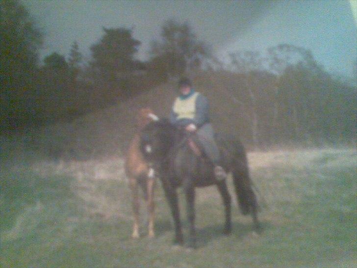 Frederiksborg Locky Classic - det er så hende som hånd hest, da hun var yngre, så den mørke brune er hendes mor, det samme næste billedet billede 6