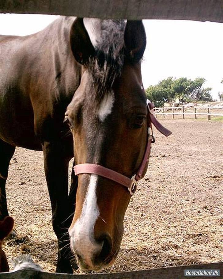 Frederiksborg Locky Classic - det er så hendes mor billede 8