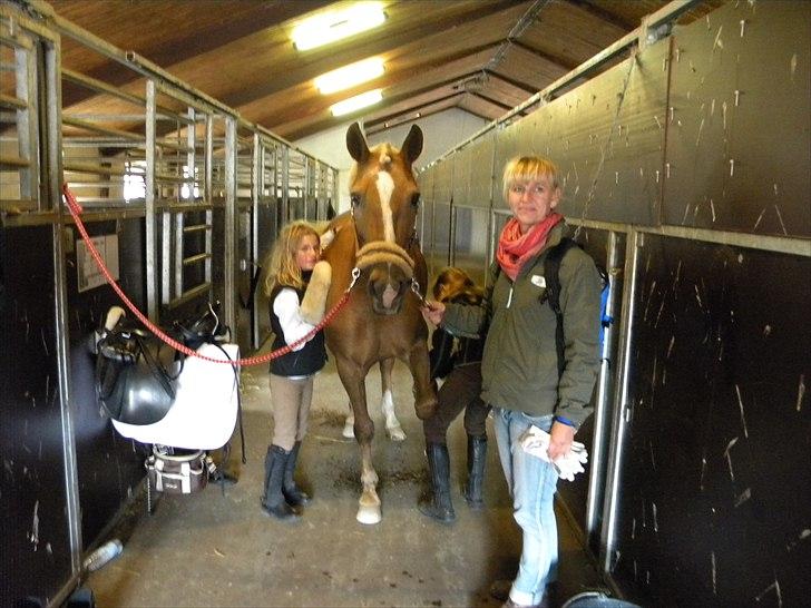 Anden særlig race Mitzi - Solgt - Til distriktsstævne i gl. Estrup :) lidt hygge i stalden ..<3 billede 8