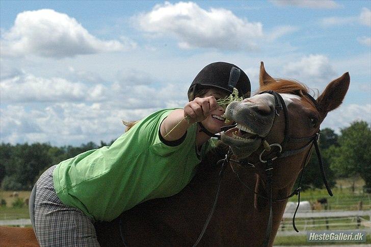 Dansk Varmblod Feldbæks Chicco  - "Vil du givte dig med mig?" - Smukke tænder ;p Foto: Ida billede 2
