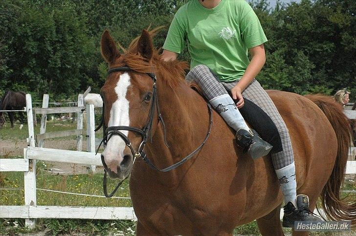 Dansk Varmblod Feldbæks Chicco  - Smukke Chicco ;p billede 3