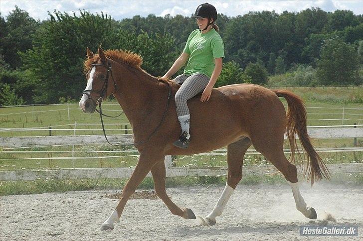 Dansk Varmblod Feldbæks Chicco  - Med dig kan man kun få gode ture sammen med. Om det så er på banen eller i skoven <3 billede 6