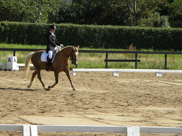 Anden særlig race Mitzi - Solgt - Distriktsstævne i gl Estrup :) øgning.. tror jeg .. billede 9