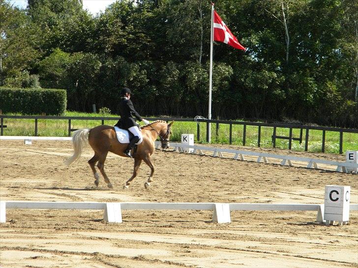 Anden særlig race Mitzi - Solgt - Et lille galop hop..:P billede 10