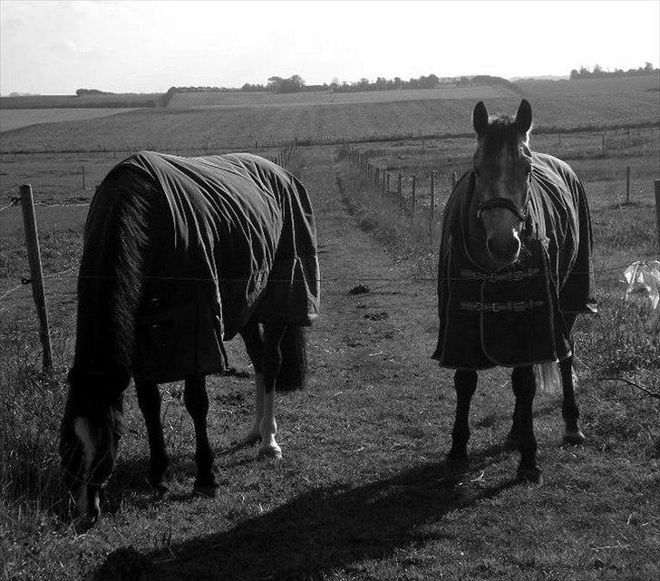 Connemara Haahr´s w´Air  - taget af: Laura J billede 9