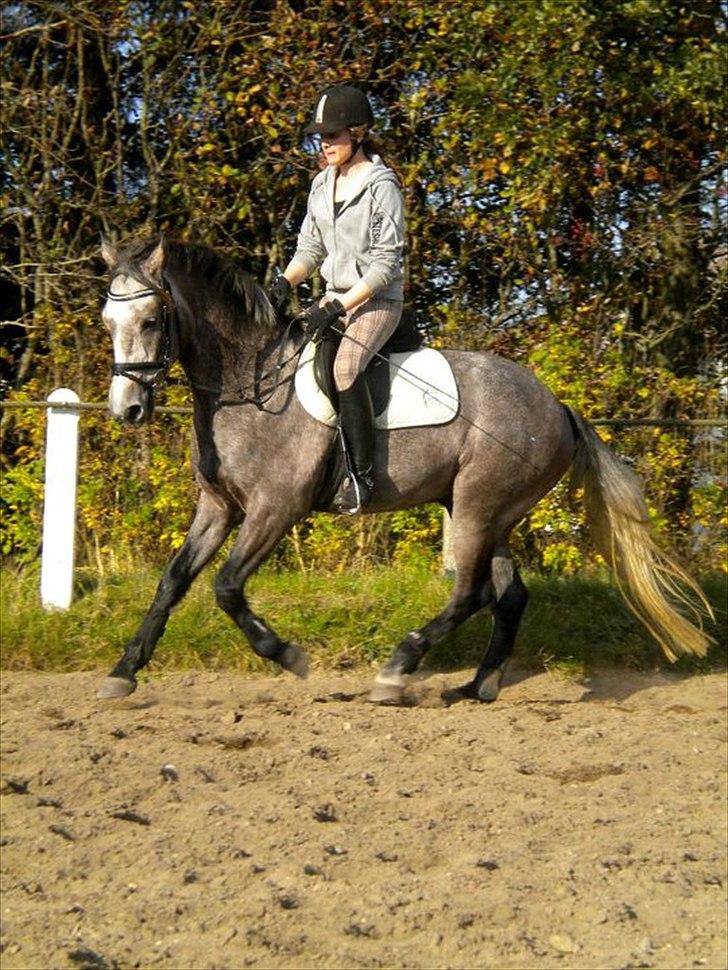 Connemara Haahr´s w´Air  - taget af: Laura J billede 10