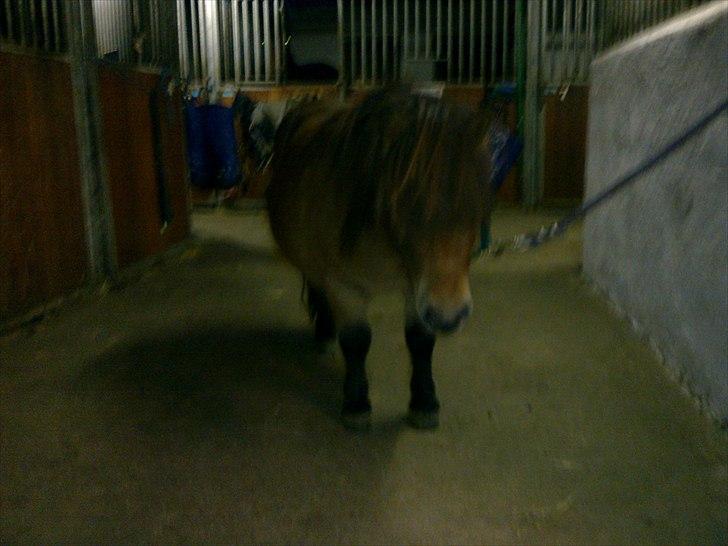 Shetlænder charlie <<SOLGT>> billede 4